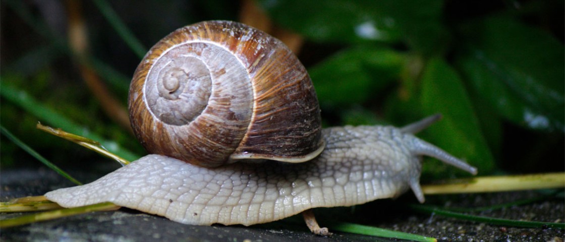 Schnecke mit Schneckenhaus | Glücksbringer Spirale