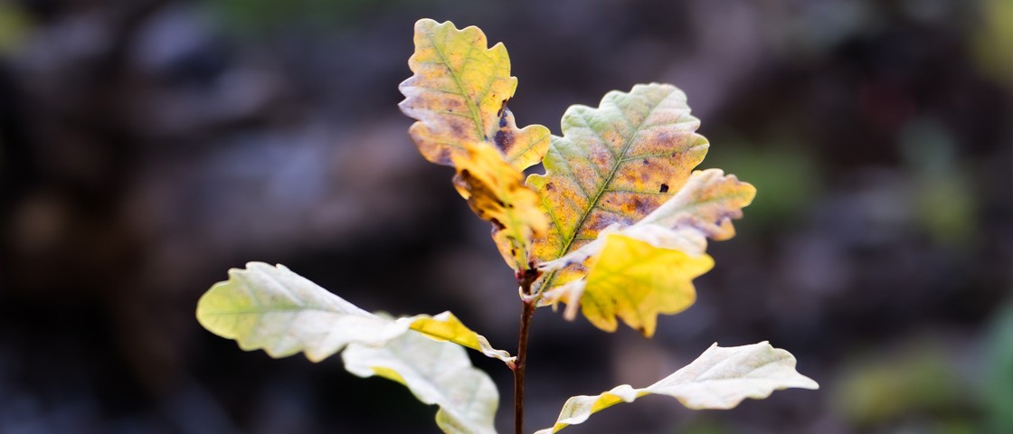 Ein kleiner Baum | Wunscherfüller-Aktion